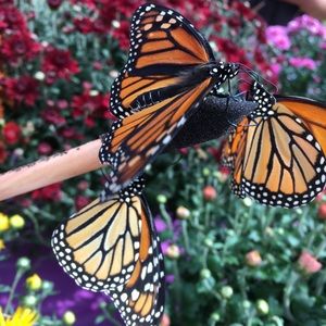 Meet your Posher, Diane